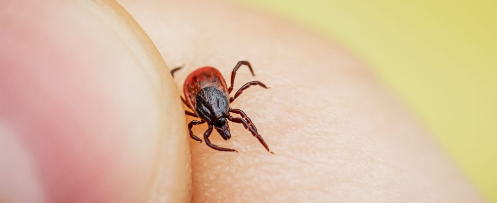 Tick borne encephalitis symptoms vaccine in France