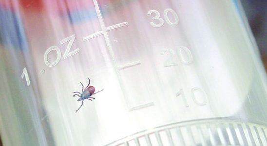 Tick ​​season underway in Lambton public health