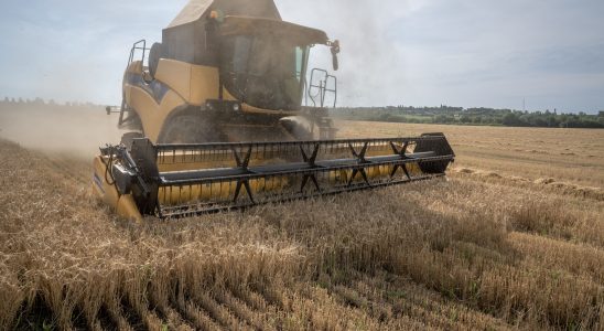 Ukrainian cereals why Eastern European countries are blocking imports