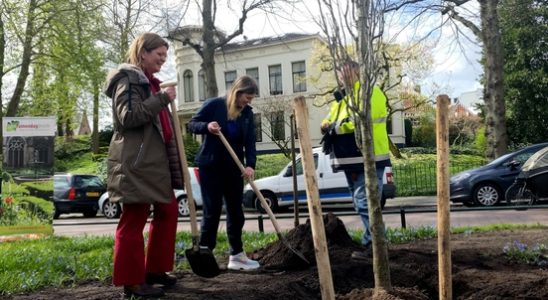 Utrecht plants a tree to draw attention to green in