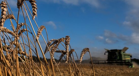 Why Ukrainian cereals are a source of tension in Central