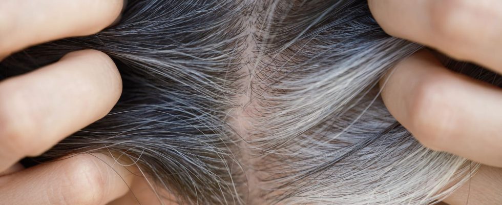 the key to avoiding gray hair could be at hand