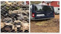 80 dogs crammed into a van urine ran through