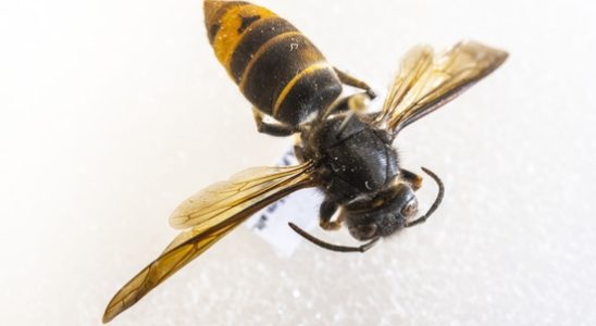 Advancing terror wasp spotted in Odijk this is what you