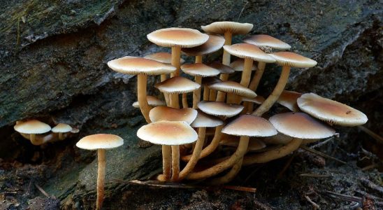 Against pollution the trail of plastic eating mushrooms