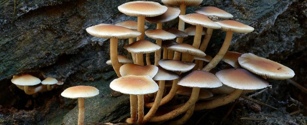 Against pollution the trail of plastic eating mushrooms