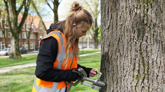 All elms a pinch again municipality of Utrecht started with