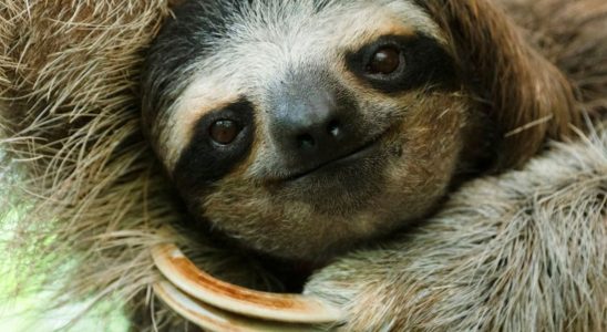 Are Costa Rican sloths carrying the antibiotic of the future