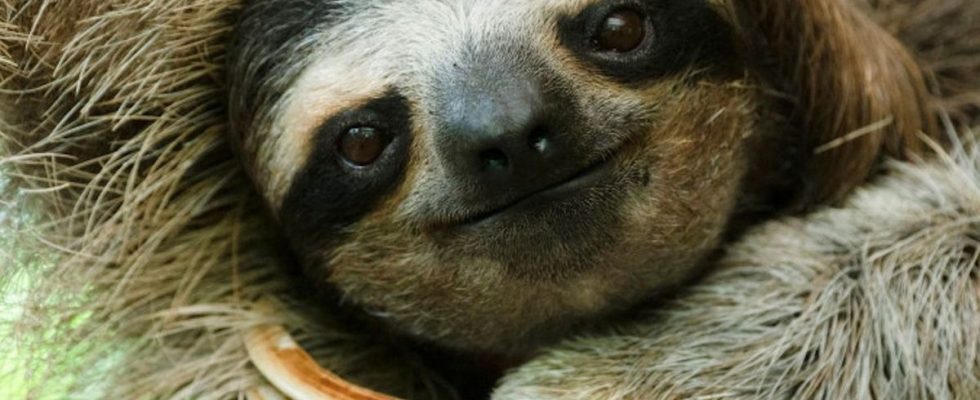 Are Costa Rican sloths carrying the antibiotic of the future