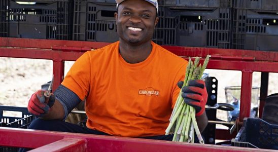 Asparagus season off to strong start