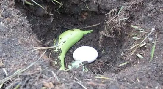 Bury an egg and a banana in the garden