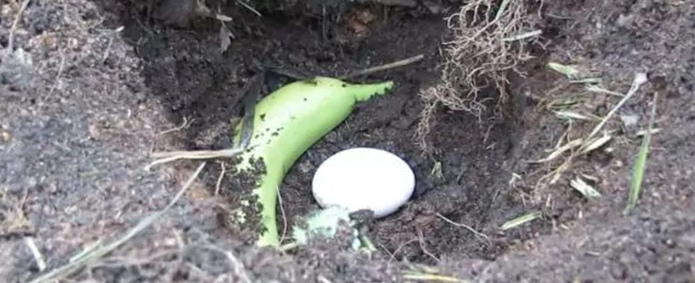 Bury an egg and a banana in the garden