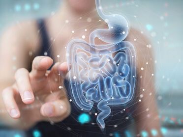 By rejuvenating our gut scientists believe they can make us