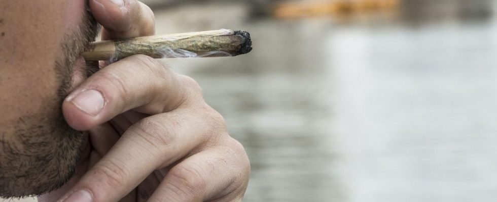 Cannabis implicated in 30 of schizophrenia cases in young men