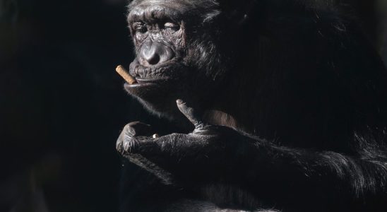 Chimpanzees provide clues about human language