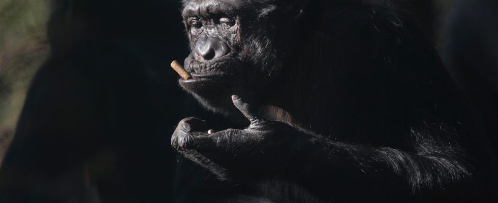 Chimpanzees provide clues about human language