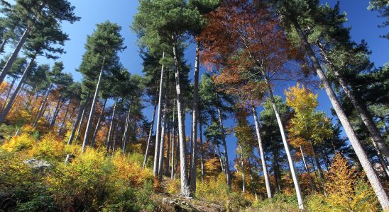 Climate forest carbon sinks threatened in several French regions