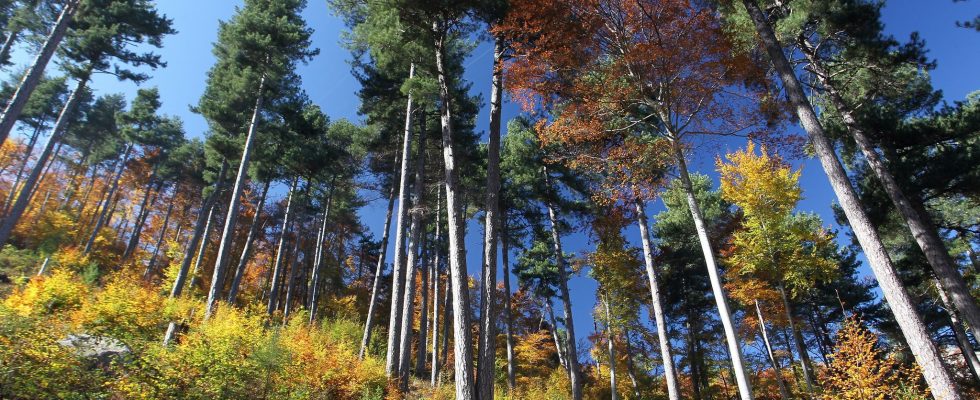 Climate forest carbon sinks threatened in several French regions