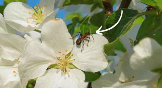 Coat the trunk and branches of fruit trees with this