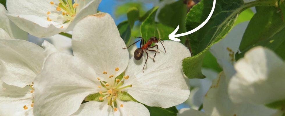 Coat the trunk and branches of fruit trees with this