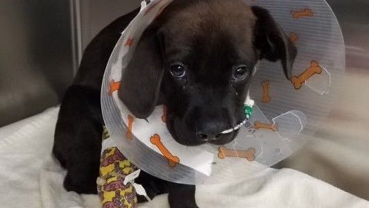 Community rallies to help nine puppies sick with parvovirus