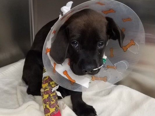 Community rallies to help nine puppies sick with parvovirus