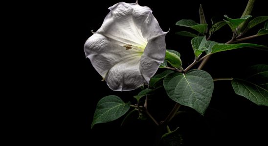 Datura drug effects hallucinogen toxic