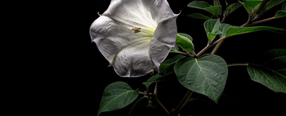 Datura drug effects hallucinogen toxic