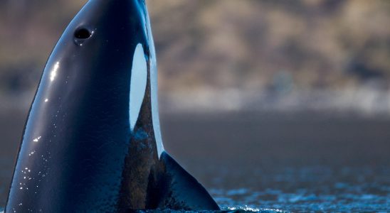 Dead killer whale stuck in jetty