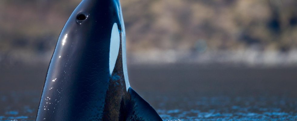 Dead killer whale stuck in jetty