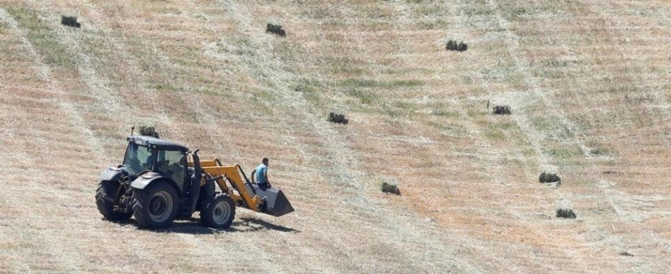 Drought in Spain the lack of rain puts agriculture in