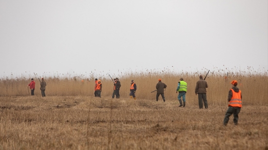 Foxes may not be shot for the time being after