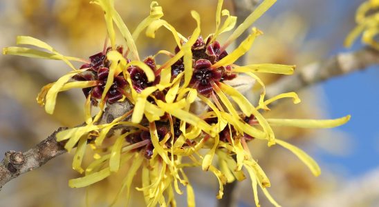 Hamamelis virtues and instructions for use