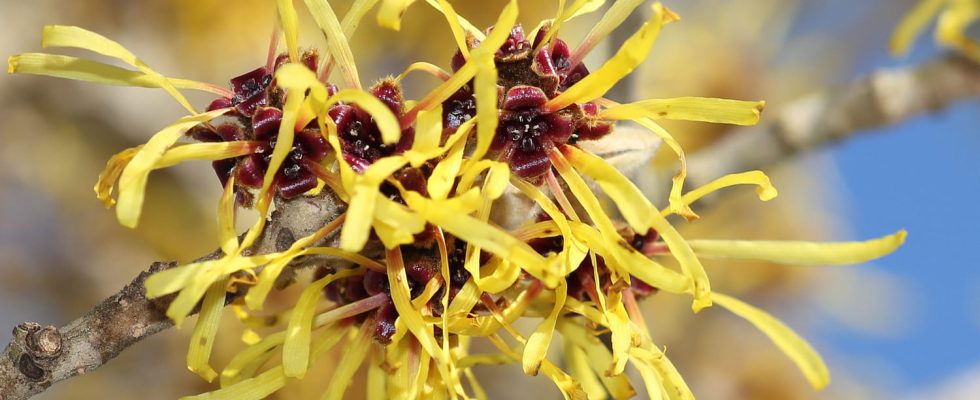 Hamamelis virtues and instructions for use