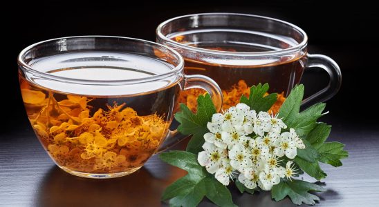 Hawthorn benefits and side effects of the infusion