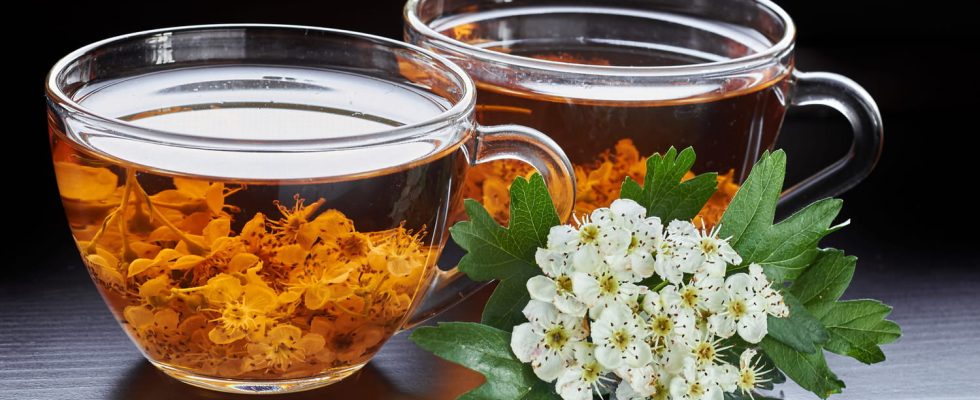 Hawthorn benefits and side effects of the infusion