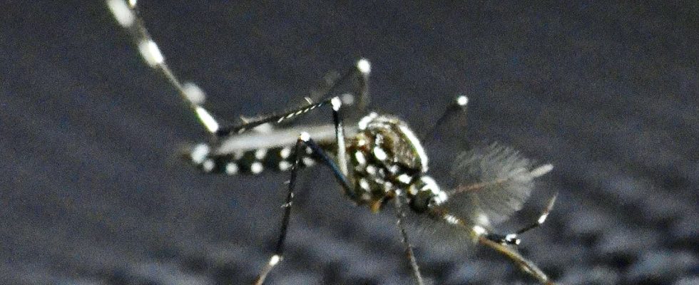 Here is the list of departments where the tiger mosquito