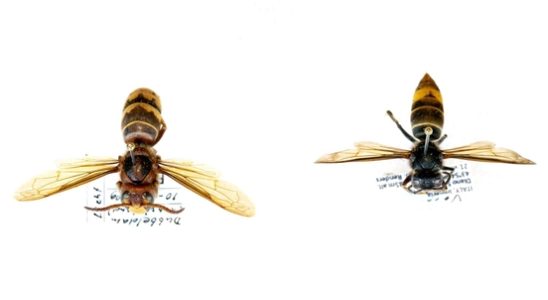 How dangerous is the Asian hornet to humans 5 questions