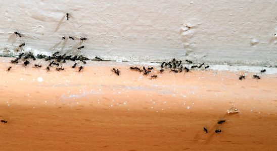 How to Get Rid of Ants in Your Home and