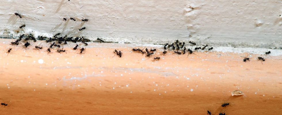 How to Get Rid of Ants in Your Home and