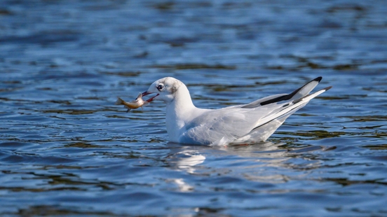 Hundreds of dead seagulls fished from Eemmeer near Bunschoten Spakenburg possibly