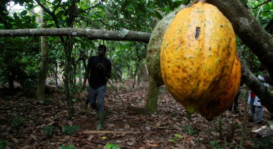 In Cote dIvoire African countries are studying agroforestry to increase