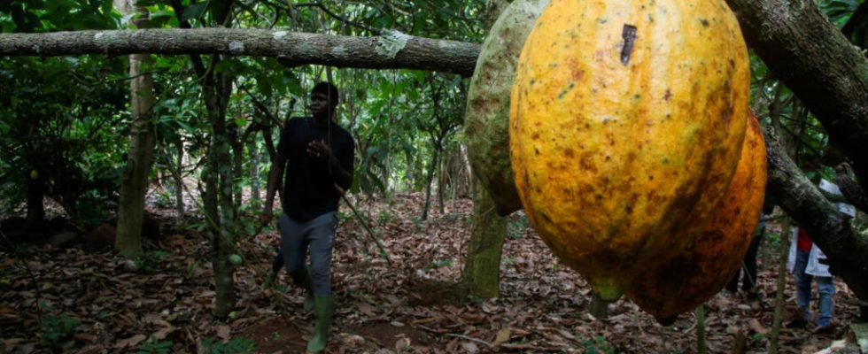 In Cote dIvoire African countries are studying agroforestry to increase