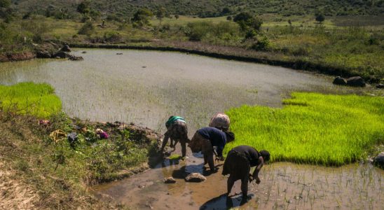 Madagascar the distribution of ammonium sulphate fertilizers sparks a debate