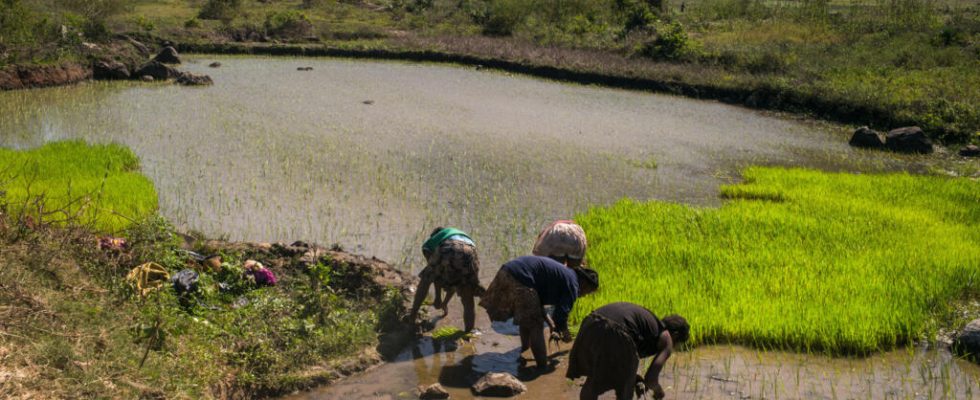 Madagascar the distribution of ammonium sulphate fertilizers sparks a debate