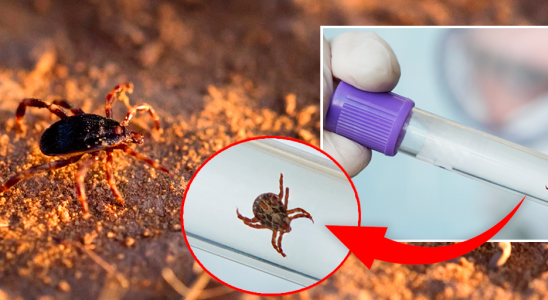 New ticks can carry life threatening viruses – for both humans