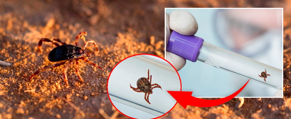 New ticks can carry life threatening viruses – for both humans