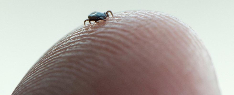 New tool to track Swedens ticks