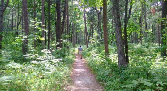 Ontario gives Pinery park cabin rebuilds 887K boost