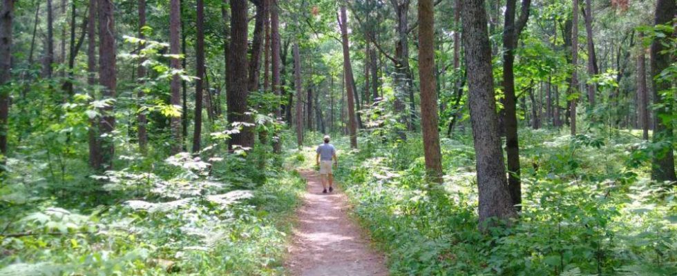 Ontario gives Pinery park cabin rebuilds 887K boost